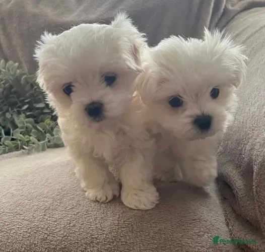 Filhote de cachorro Maltês vacinado e vermifugado com saúde