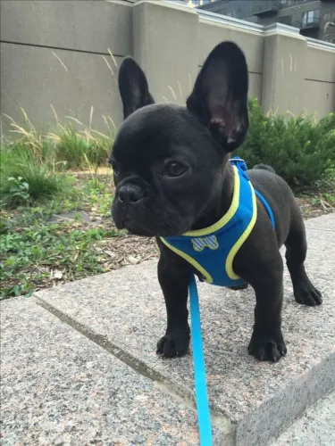 Bulldogue Francês - Porte Que Impressiona, Personalidade Que Encanta 