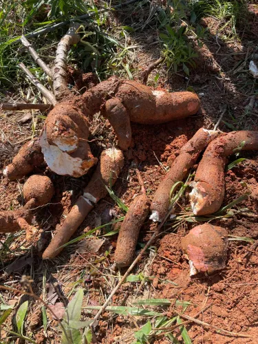 OPORTUNIDADE:Fazendinha 31 kms após P. De Minas