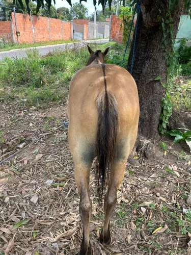 Vendo cavalo
