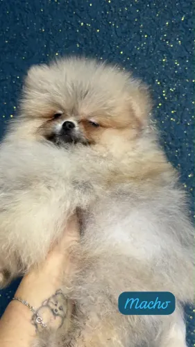 Spitz Alemão Filhote Alto Padrão