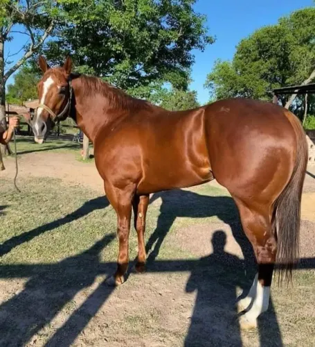 Cavalo magalarga
