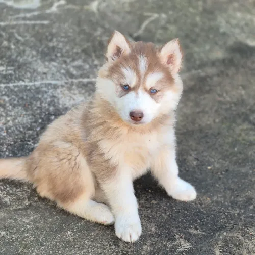 Filhotes de Husky Siberiano - Alto padrão - Pedigree