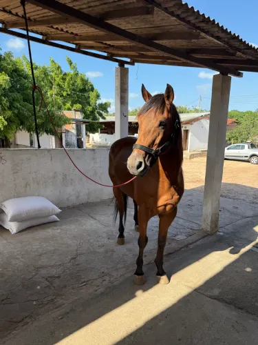 Cavalo de vaquejada direita 