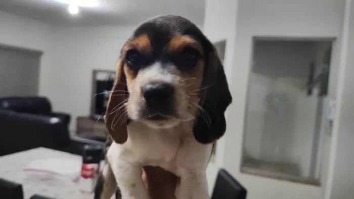 Filhote Beagle, Dê Um Lar e Ganhe Amor Para a Vida Toda!