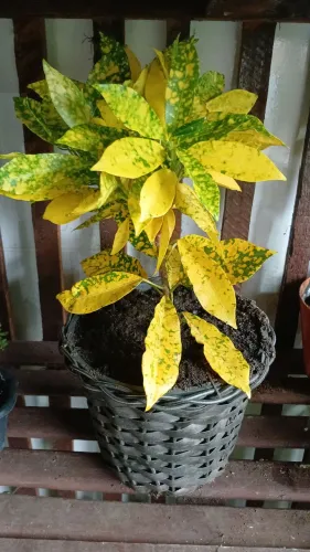 Cróton Brasileirinha