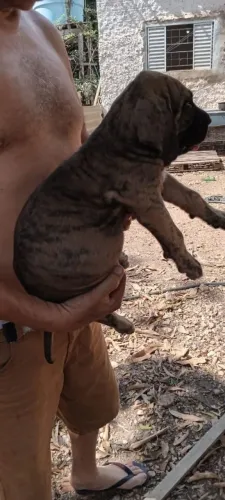 FILA BRASILEIRO COM PEDIGREE