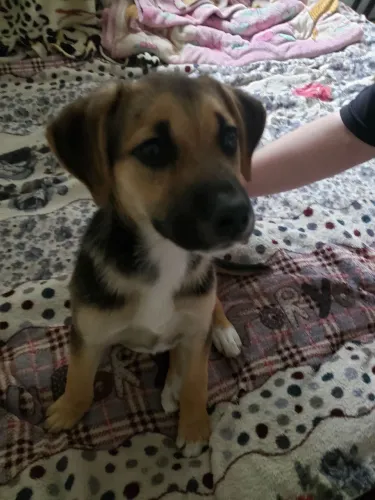 Doação cachorrinha 