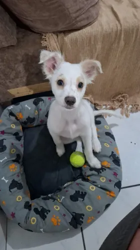 doação pet dócil 