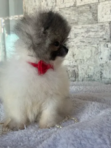 Lindo filhotes de Lulu ( spitz alemão) já com 2 doses de vacina impostada