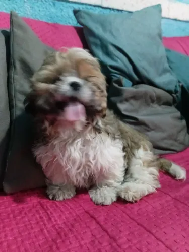 Shih tzu macho