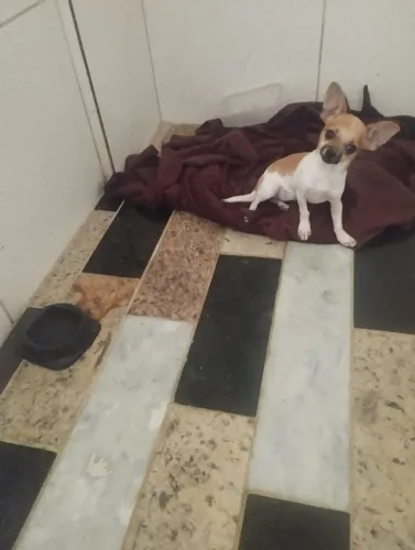 Cachorra