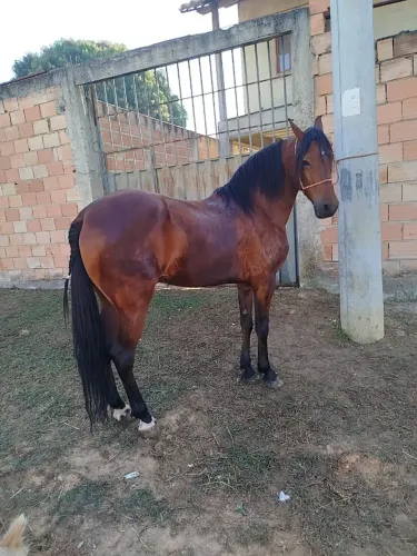 Venda de cavalo