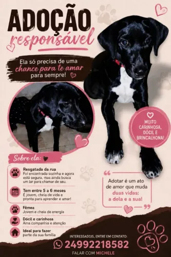 Doando cachorra - fêmea