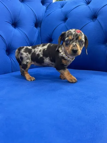 dachshund  arlequim