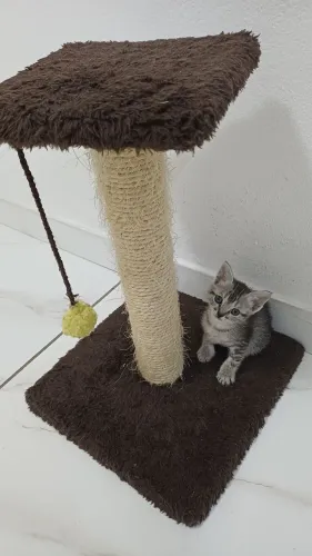 Doação gatinho filhote