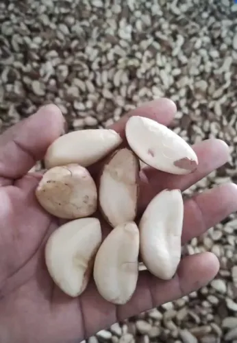 Castanha descascada embalada