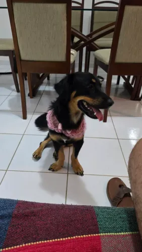 Cachorrinha para Adoção, dócil, brincalhona e adora crianças