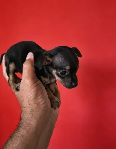 Pinscher lindo