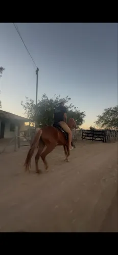 Porta mangalarga luxo de picado à venda