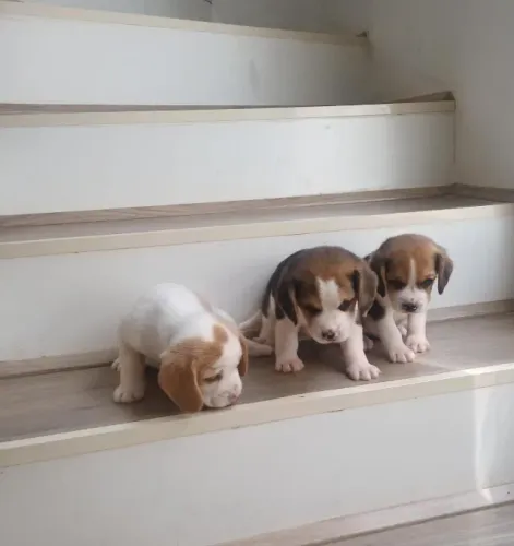 Filhote de Beagle Para Quem Busca Um Amigo Especial