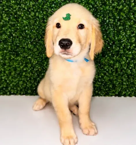 Golden Retriever Filhote