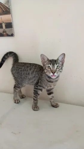 Gato adoção responsável 