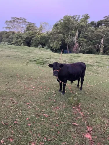 Mini boi