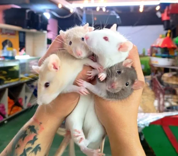 Rato Twister machos e fêmeas filhotes - com veterinário responsável 