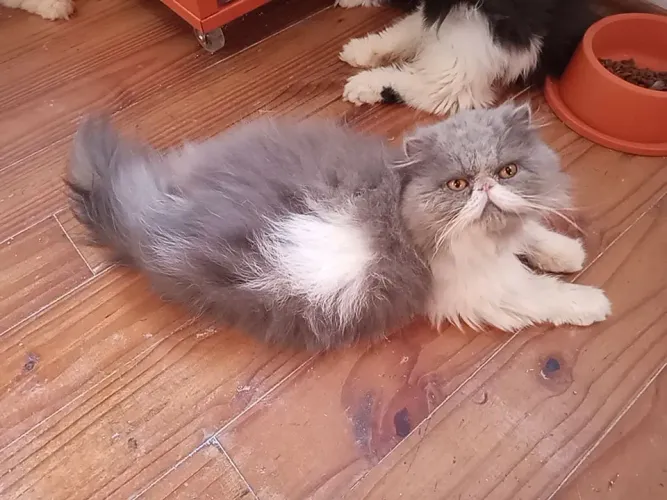 Gatos persas de 8 e 10 meses. Castrados, só pra cia. Porto Alegre.