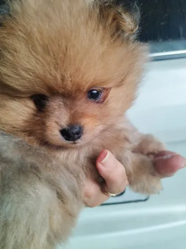 Luluzinho 