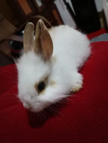 Coelho com 4 meses , de raça (mini Lion com angora)