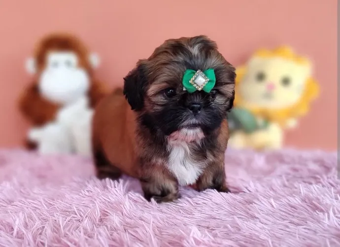 Shitzu fêmeas pronta a entrega