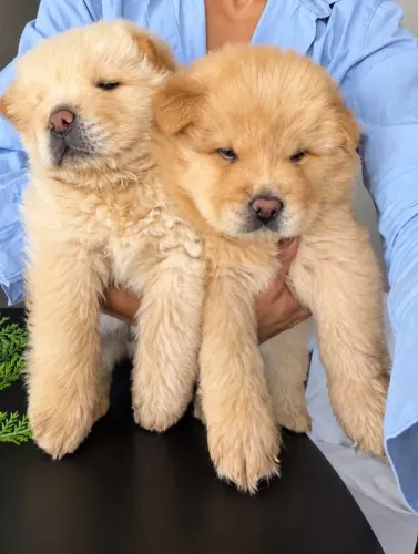 Filhote de Chow Chow