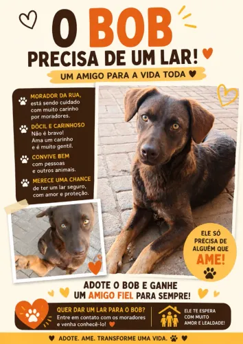 Cachorro para doação 
