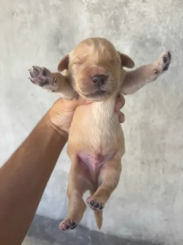 Filhotes de Golden Retriever