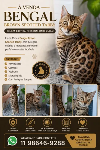 Gato da raça bengal com pedegree
