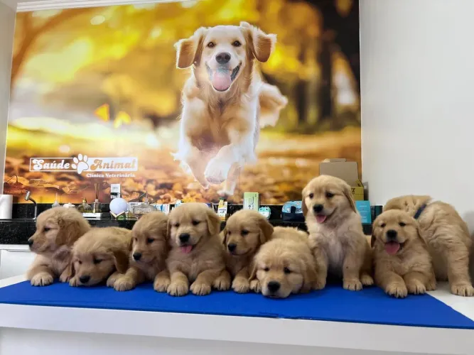 Golden Retriever Filhote