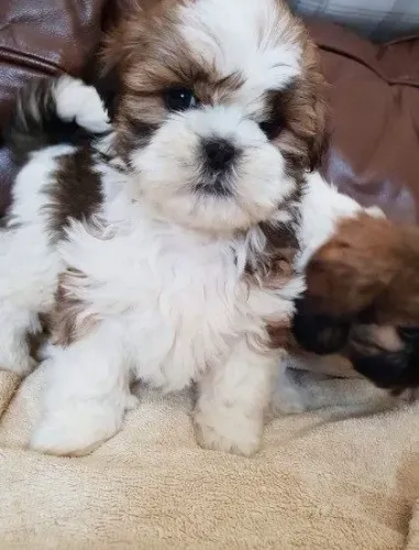 Seu Novo Companheiro Pode Ser Um Filhote de Shih Tzu
