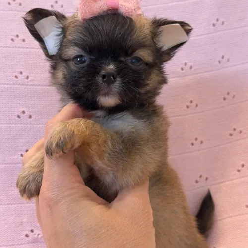 Chihuahua. Menina de pelagem longa castanho e máscara negra. Pedigree CBKC