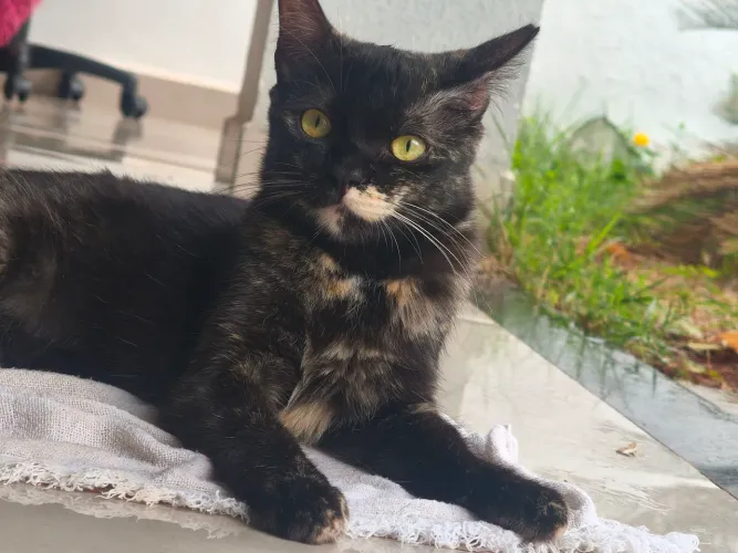 Gata fêmea castrada