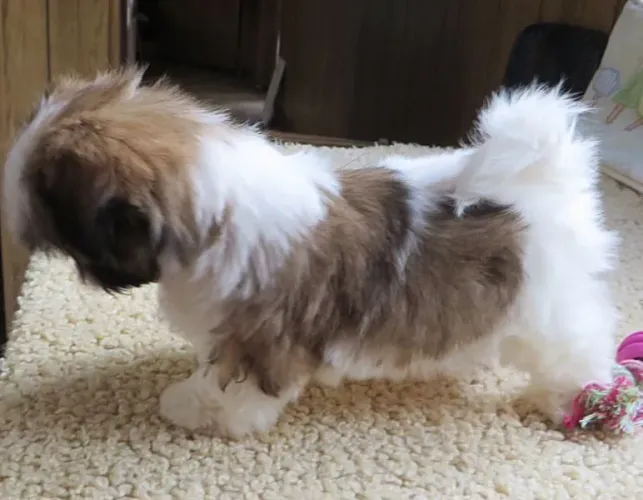 Shih Tzu Esse cachorro está chamando atenção por um motivo