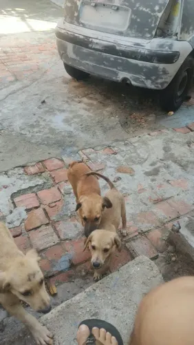 Cachorro para doação