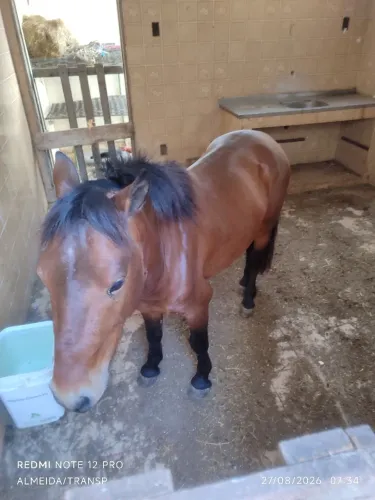 Vendo pônei de picado manso