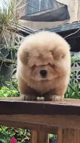 Filhote Chow-chow, Patinhas pequenas, amor infinito!