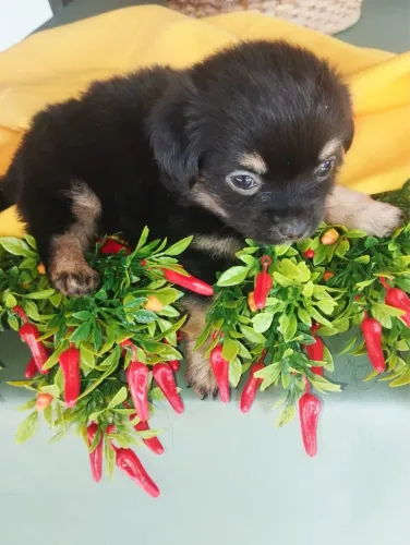 CHIHUAHUA FÊMEA PELO LONGO 35 DIAS! PROMOÇÃO!