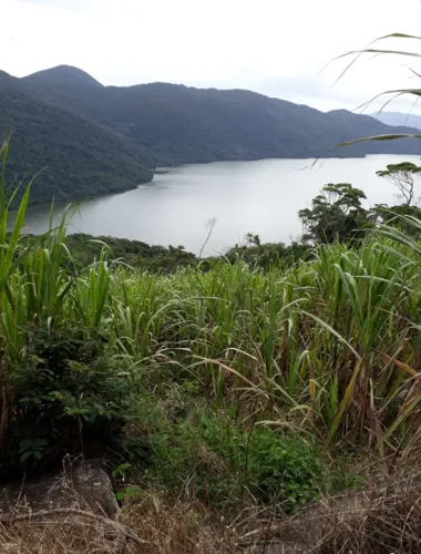 Troco Área 25hect Florianópolis por crédito Carbono já Homologado para uso