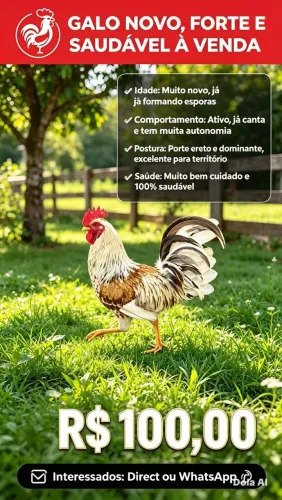 Galo de postura