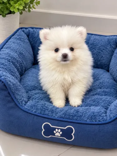 Lulu da pomerania anão
