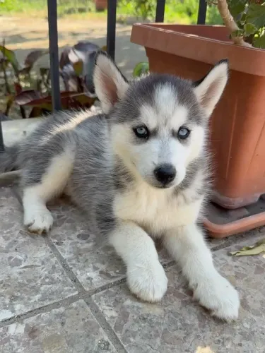 Husky siberiano Esse doguinho pode deixar sua busca muito mais fácil